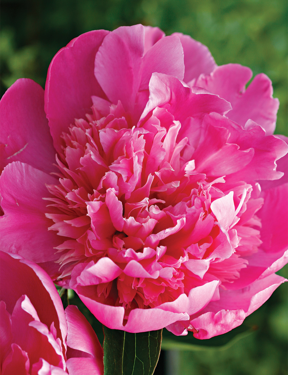 Peony Rose 'Heaven Scent' Special Offer
