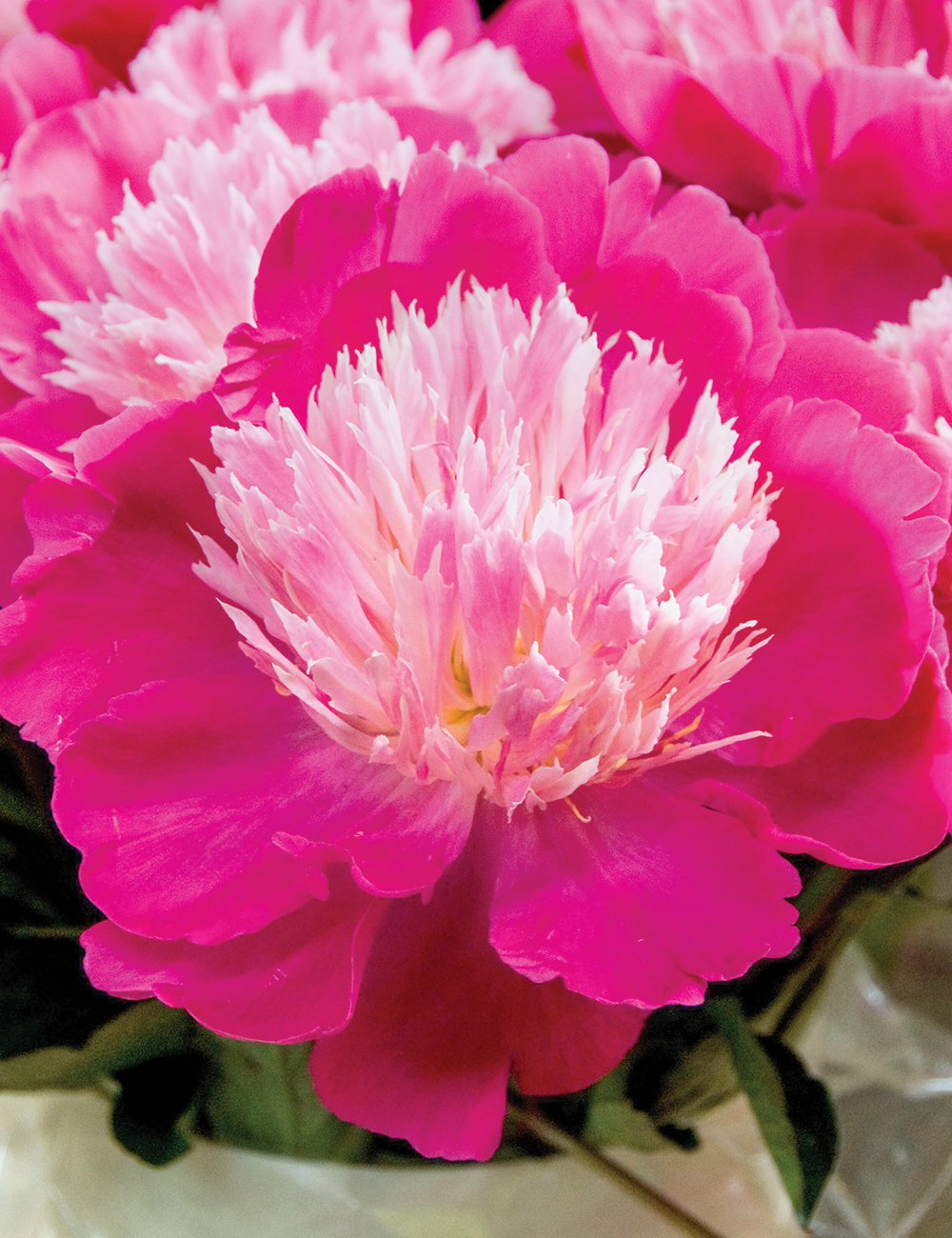 Peony 'Spangle'