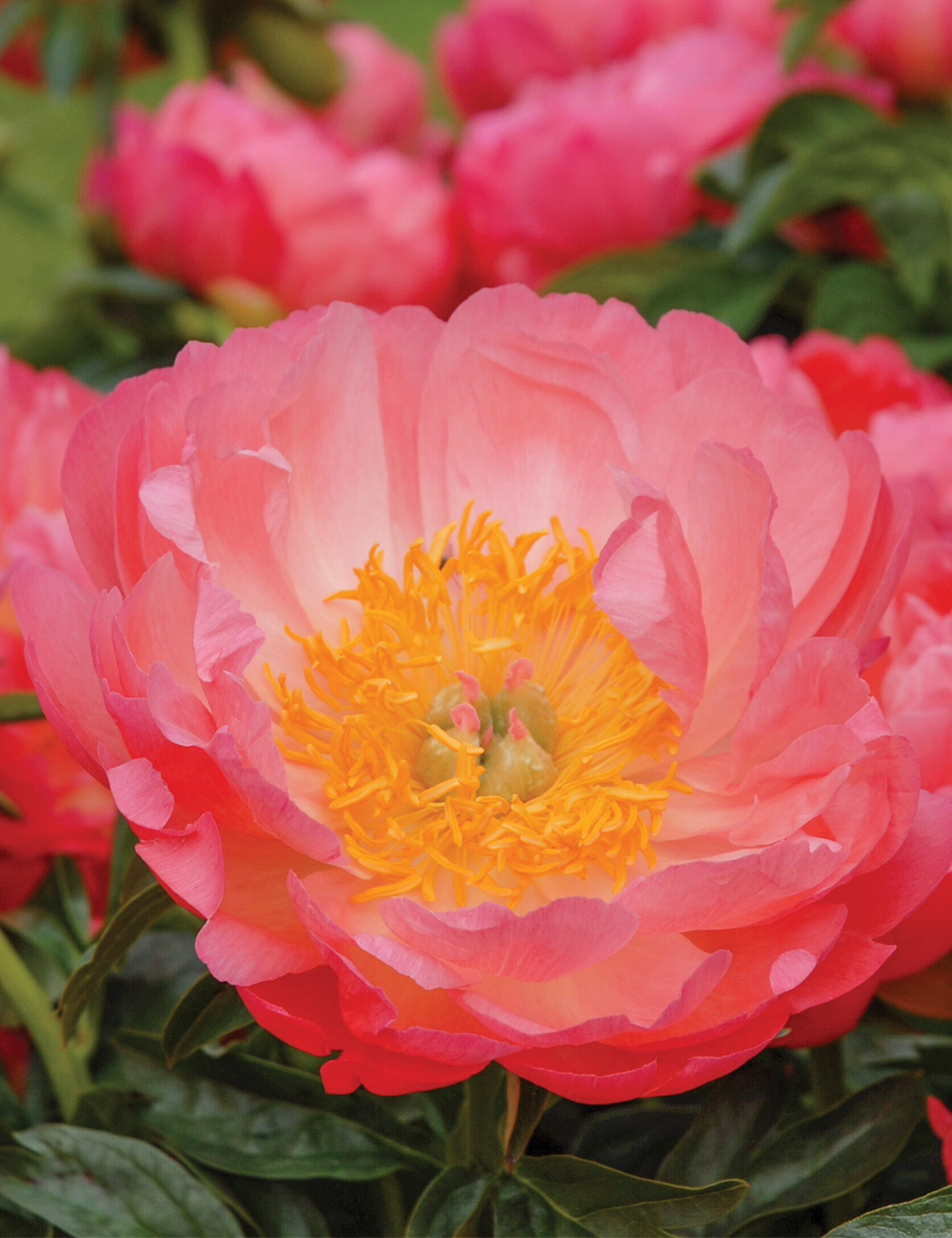 Peony 'Coral Sunset'