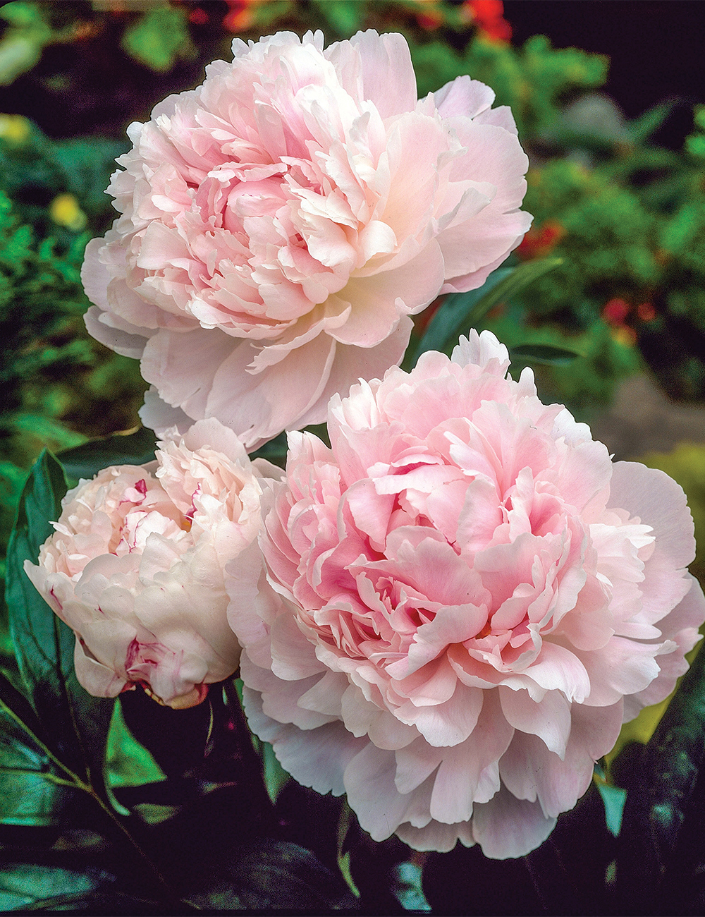 Peony Rose 'Shirley Temple'