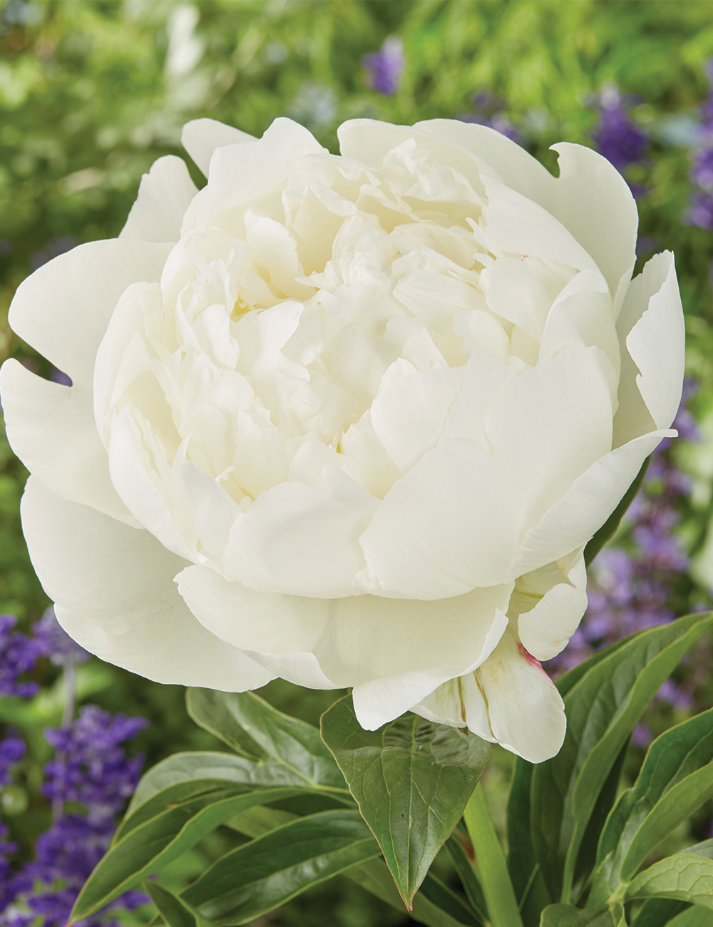 Peony 'Sylvia'