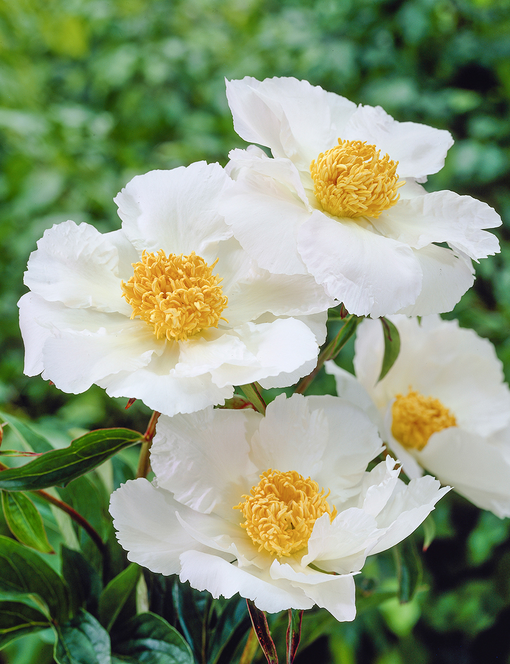 Peony 'Virginia Dare'