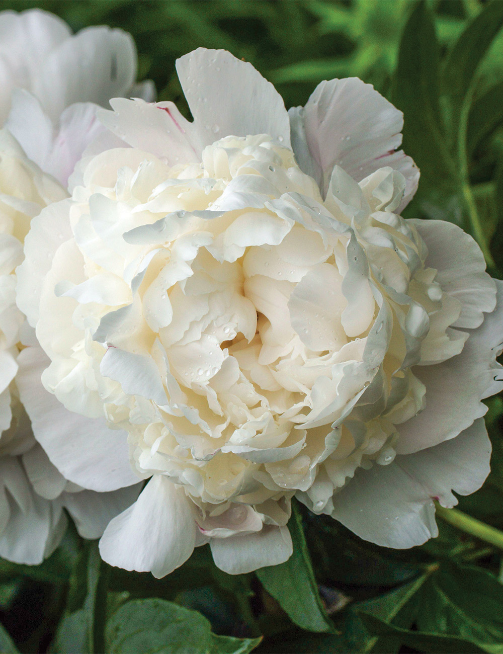 Peony 'Yang Fei Chu Yu'