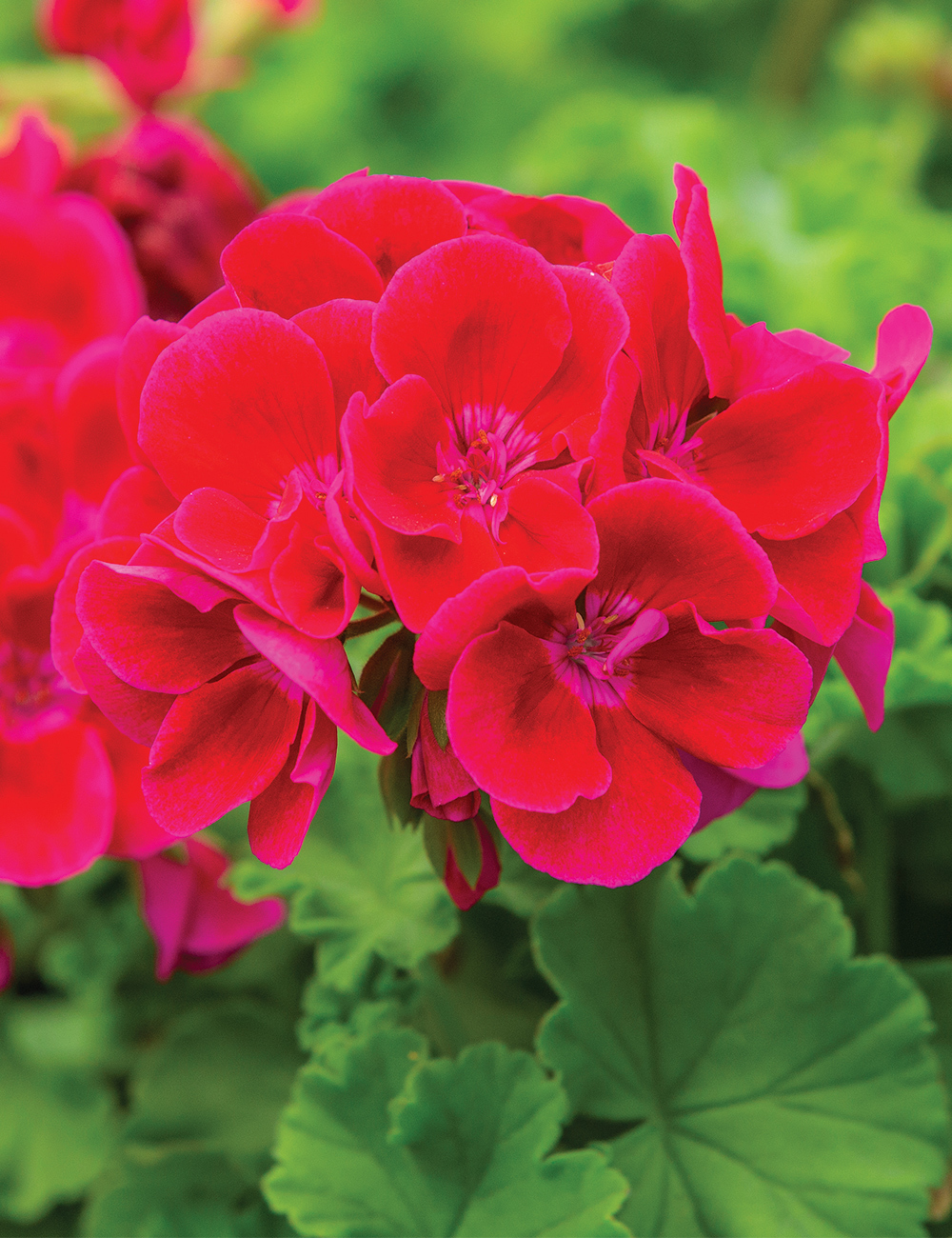 Zonal Calliope Geranium 'Big Splash'