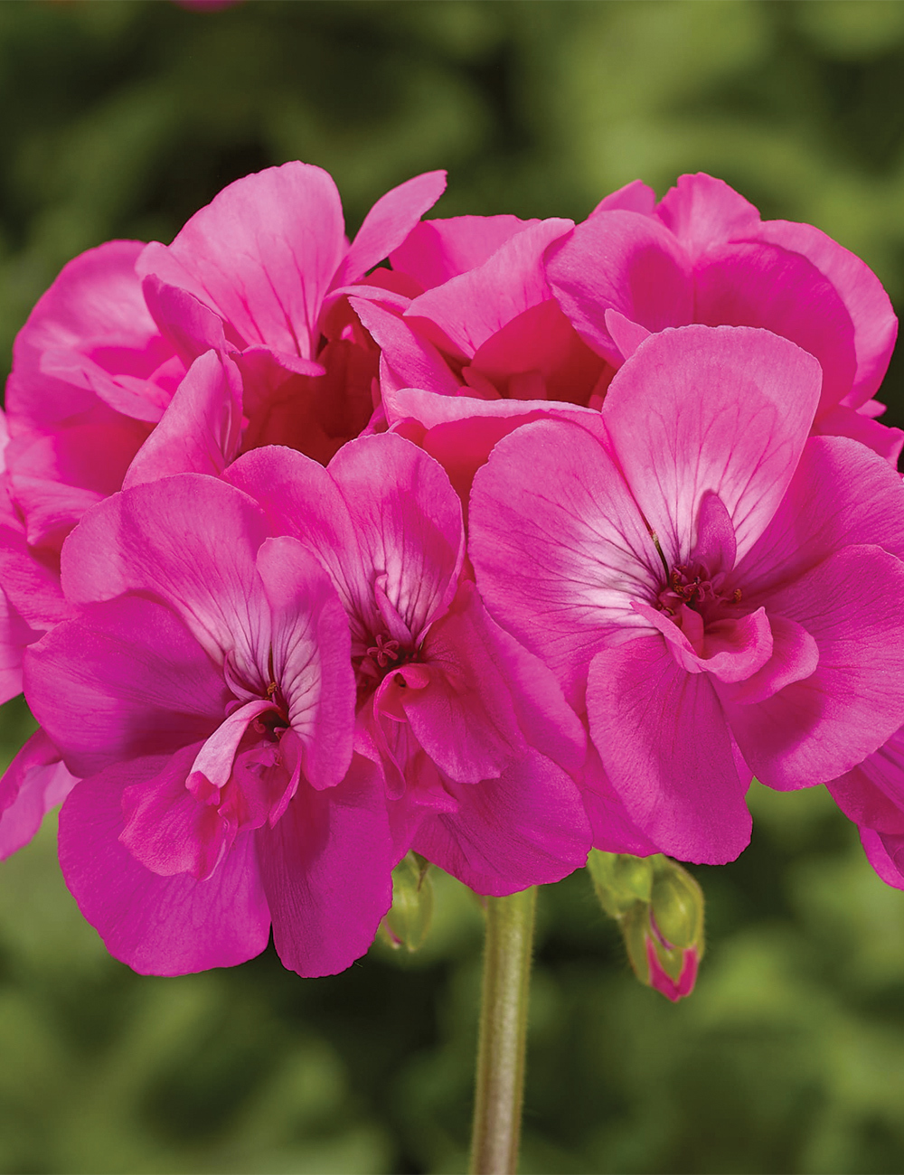 Zonal Calliope Geranium 'Big Pink'
