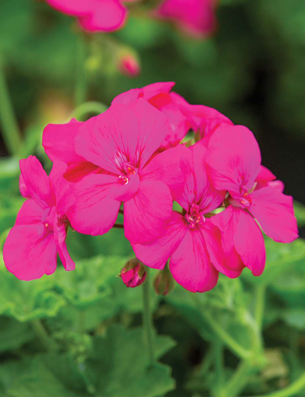 Zonal Calliope Geranium 'Big Rose'