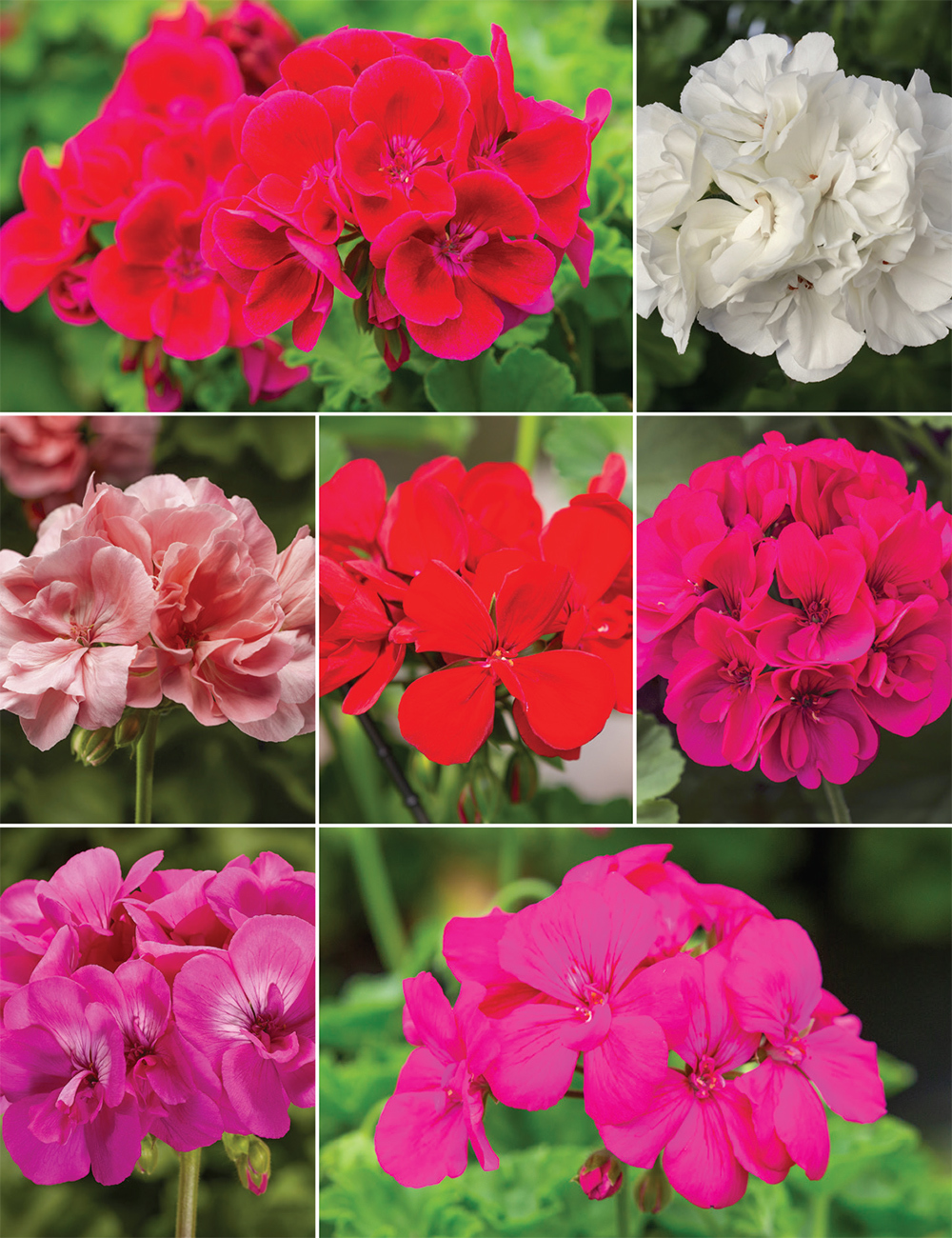 Zonal Calliope Geraniums Collection