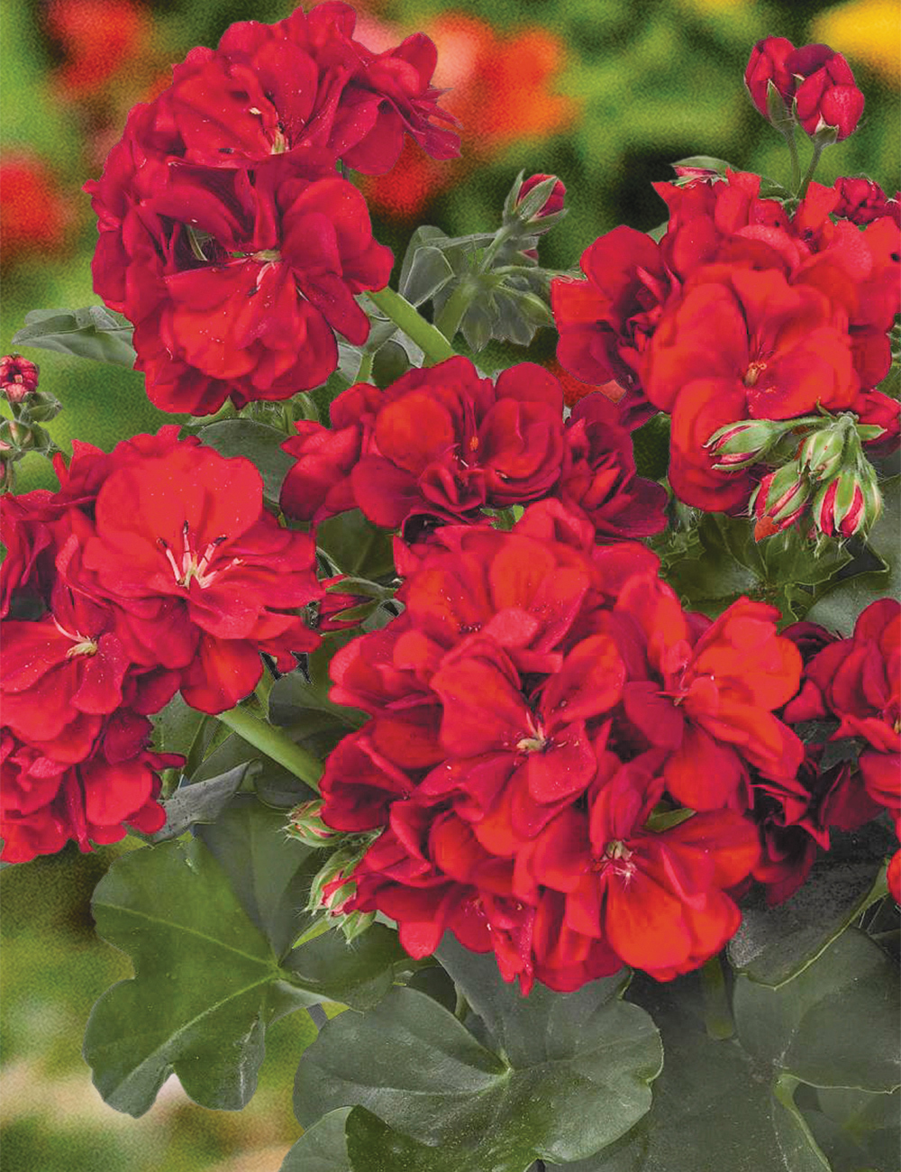 Ivy Leafed Geranium Great Balls of Fire 'Dark Red'