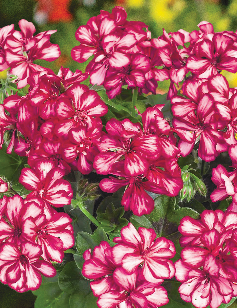 Ivy Leafed Geranium Great Balls of Fire 'Burgundy Blaze'