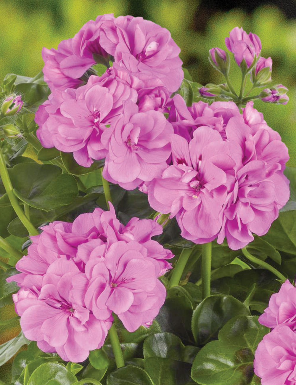 Ivy Leafed Geranium Great Balls of Fire 'Lavender'