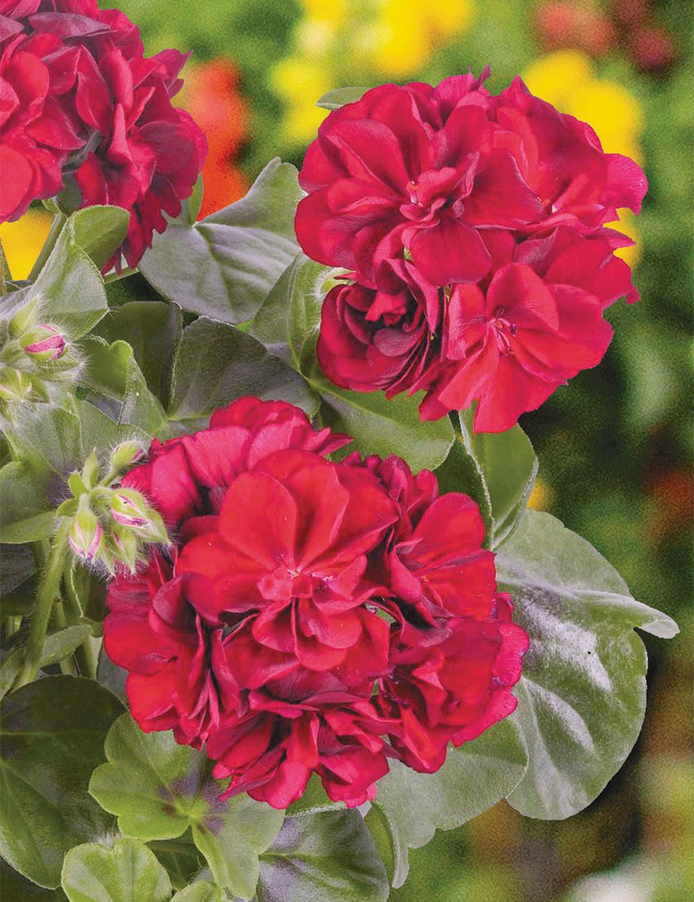 Ivy Leafed Geranium Great Balls of Fire 'Merlot'