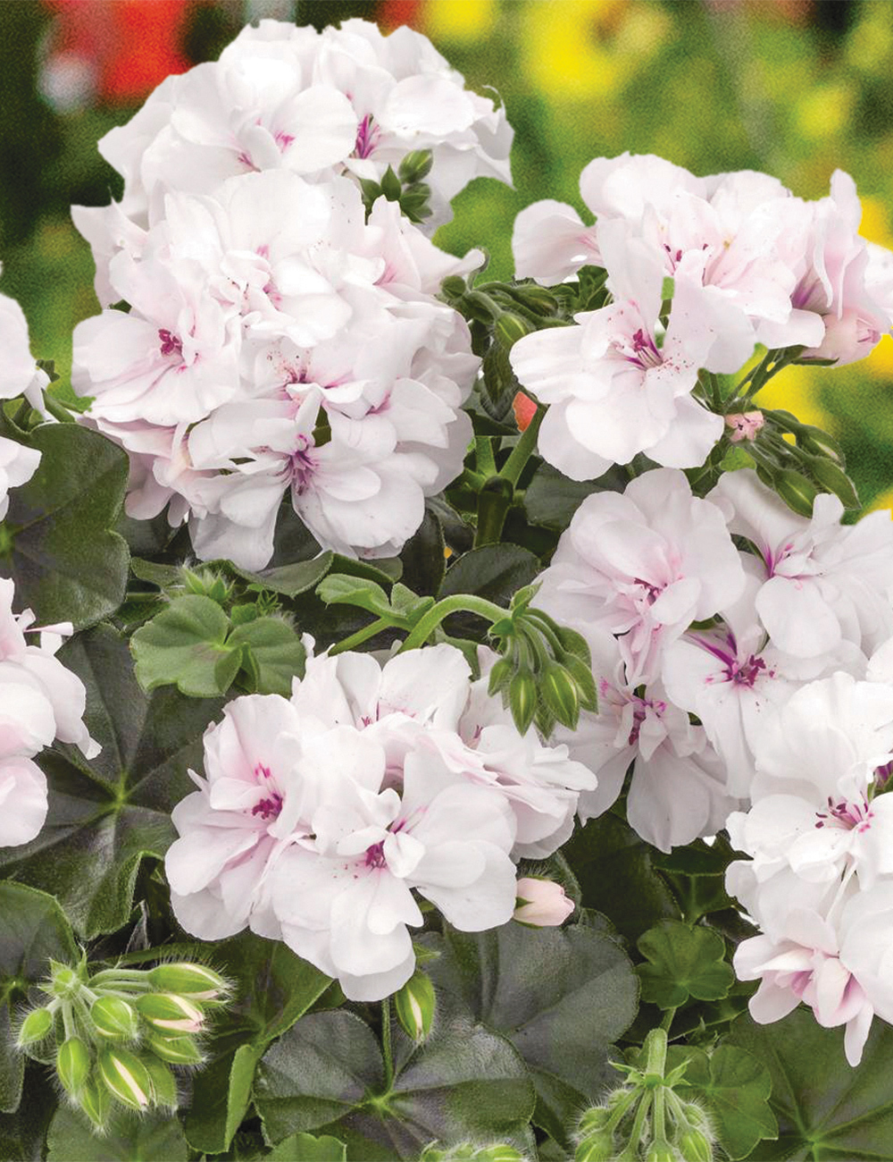 Ivy Leafed Geranium Great Balls of Fire 'White'