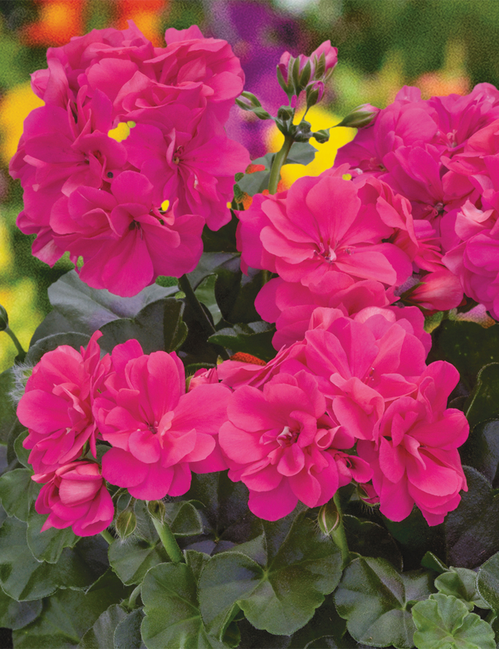 Ivy Leafed Geranium Great Balls of Fire 'Hot Pink'