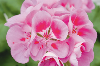Zonal Geraniums 'Katinka'