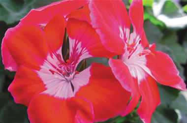 Zonal Geraniums Moonlight Layana