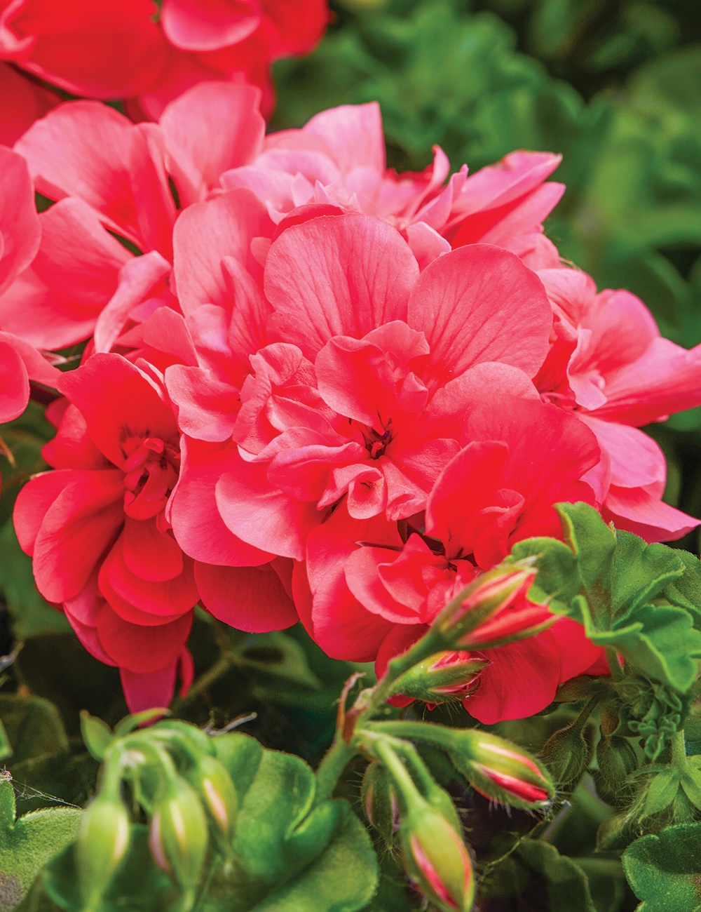 Ivy Leafed Geranium Great Balls of Fire 'Melon'