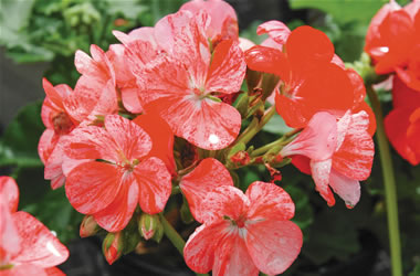 Zonal Geraniums Classic 'Mosaic Red'