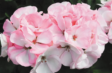 Zonal Geraniums Classic 'Pink Blush'