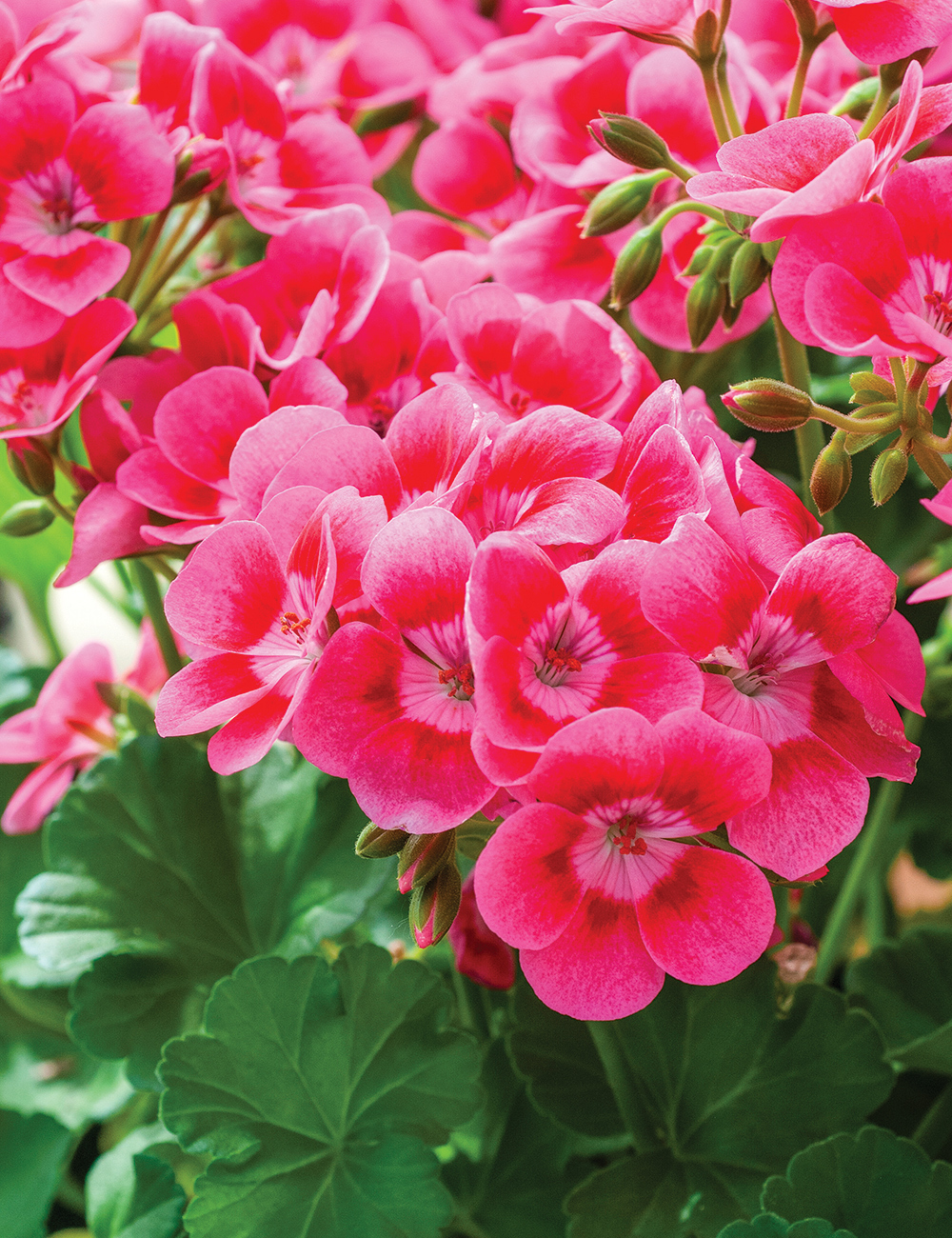 Zonal Geranium Pretty Little 'Pink Splash'
