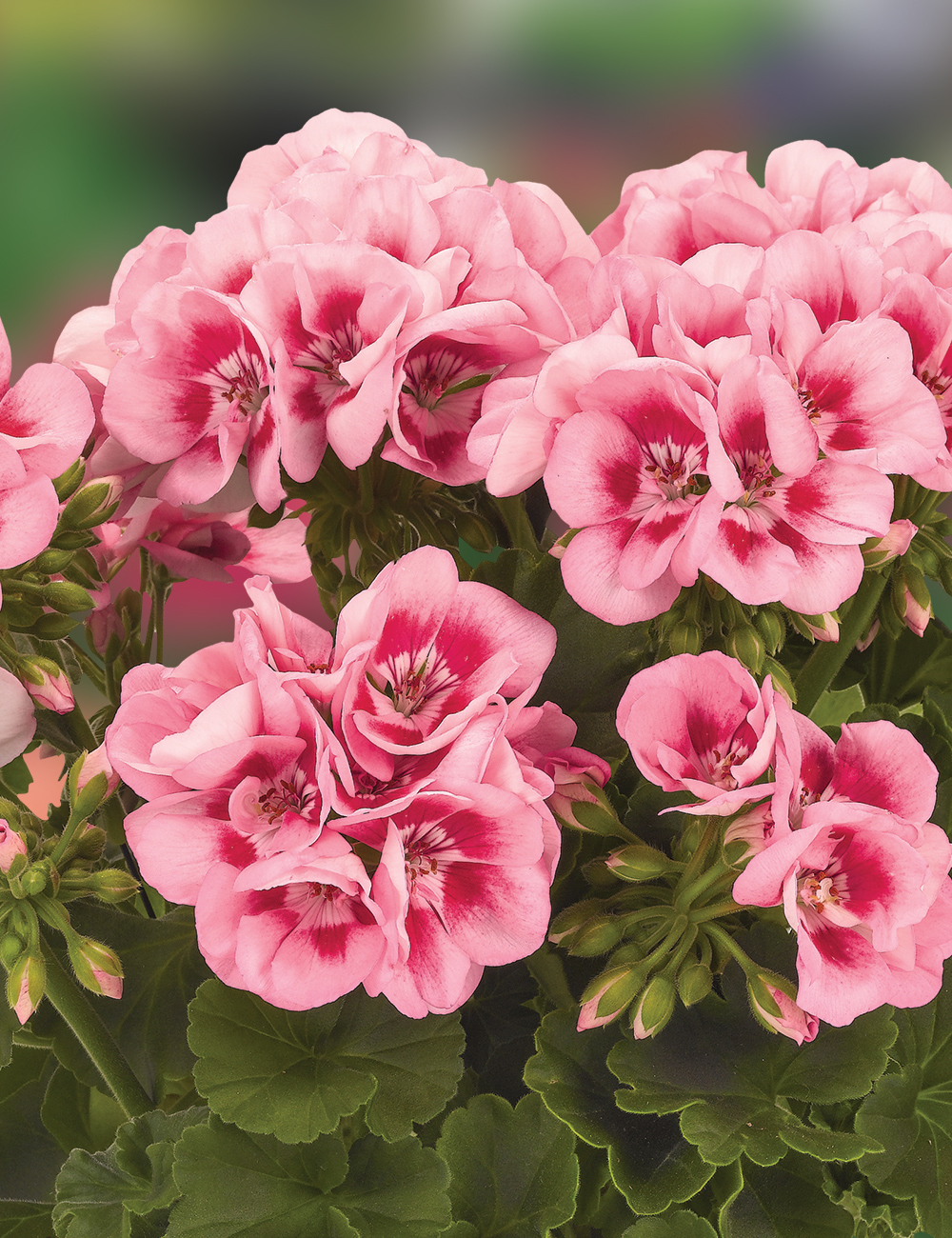 Geranium Survivor 'Pink Mega Splash'