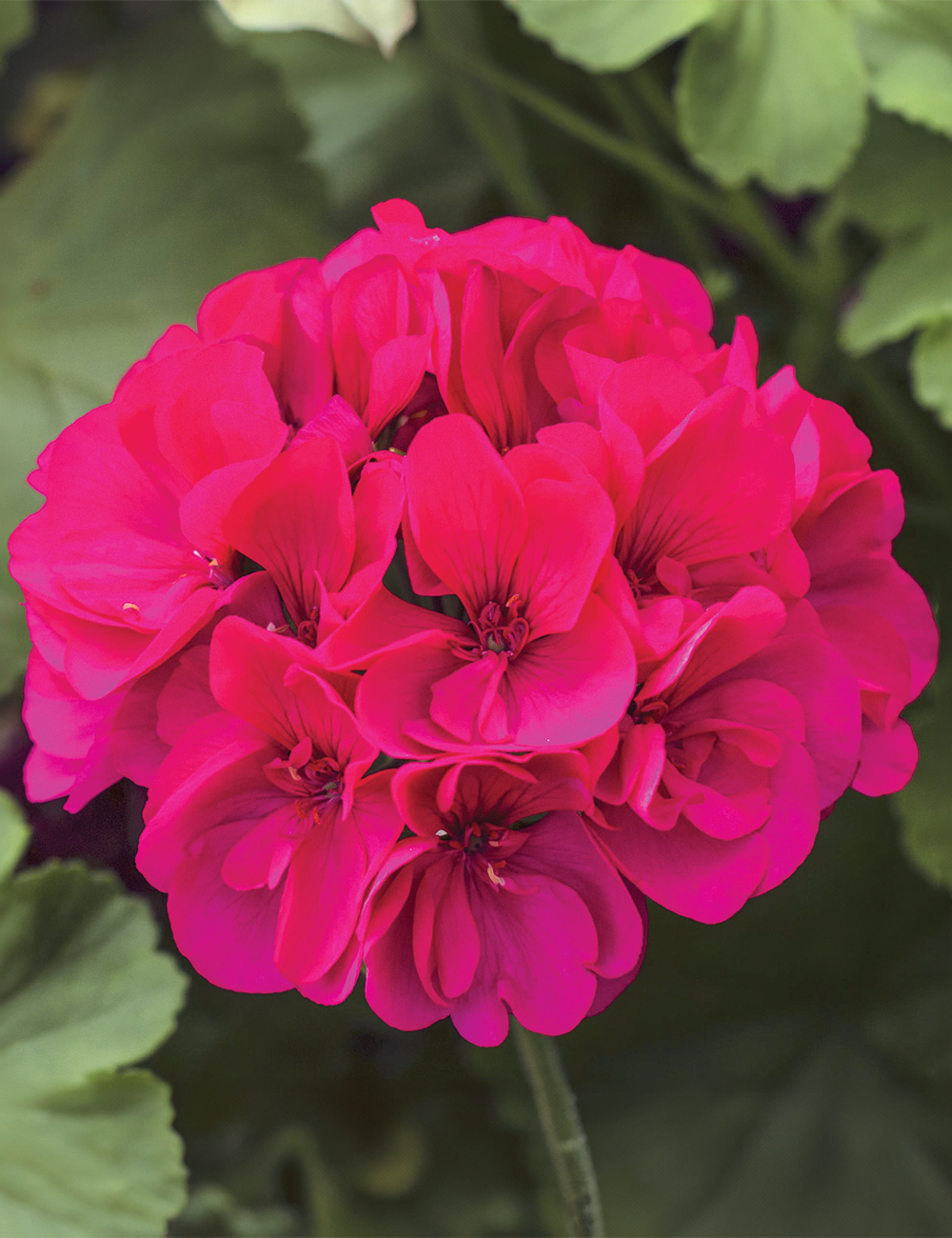 Zonal Calliope Geranium 'Big Purple'