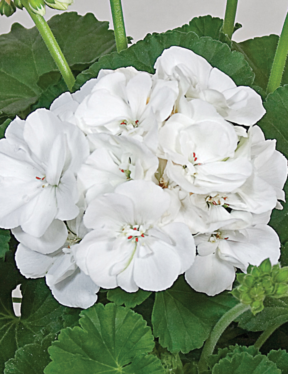 Zonal Geranium 'Rocky Mountain White'