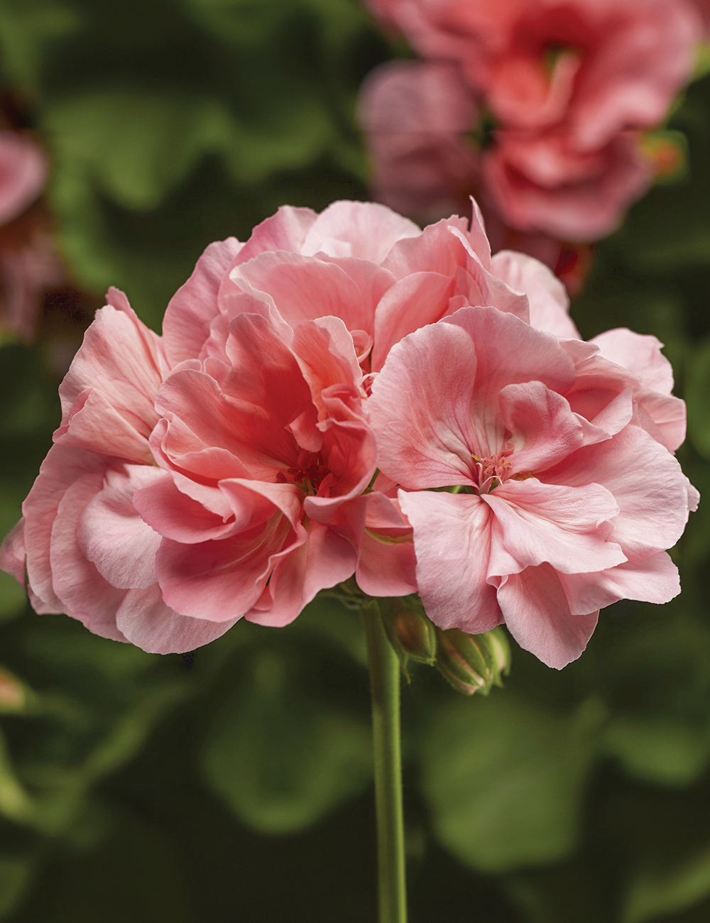 Zonal Calliope Geranium 'Big Salmon'