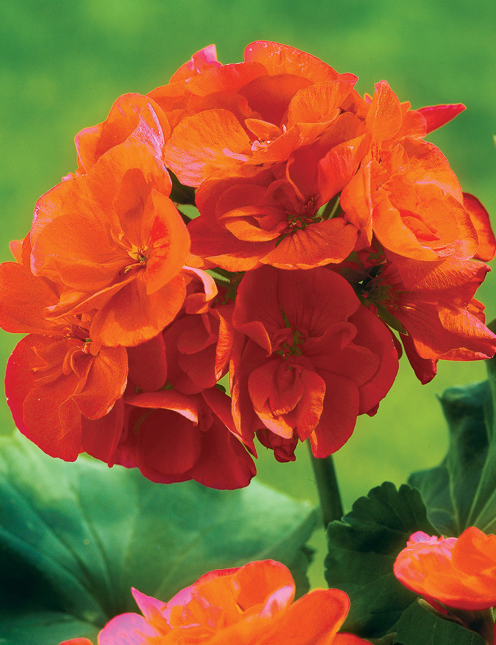 Zonal Geranium 'Oh So Orange'