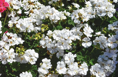 Zonal Geraniums Fantasia 'White'