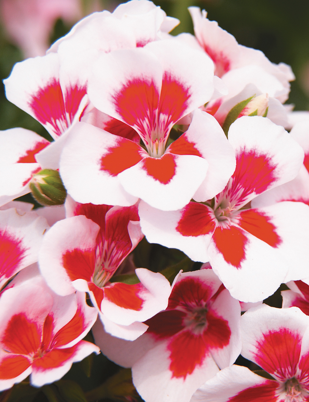 Geranium Americana White Splash