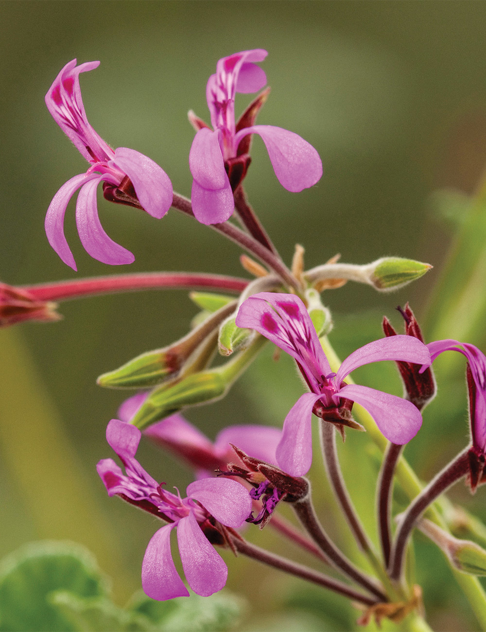 South African Geranium