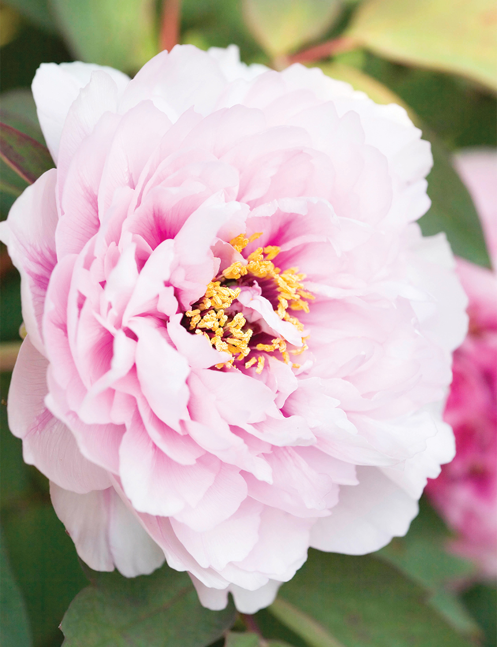 Tree Peony 'Etienne de France'