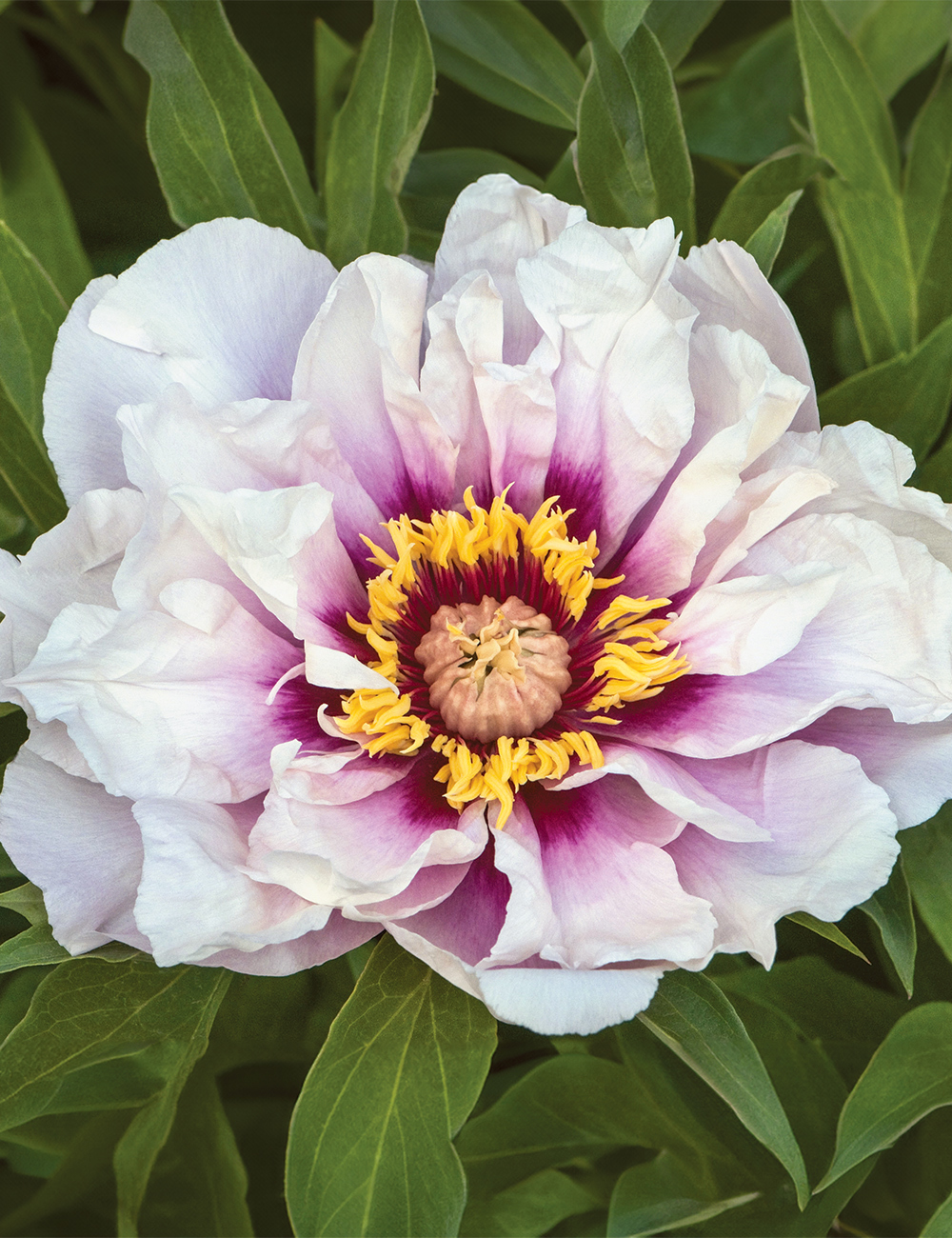 Tree Peony 'Ice Age'