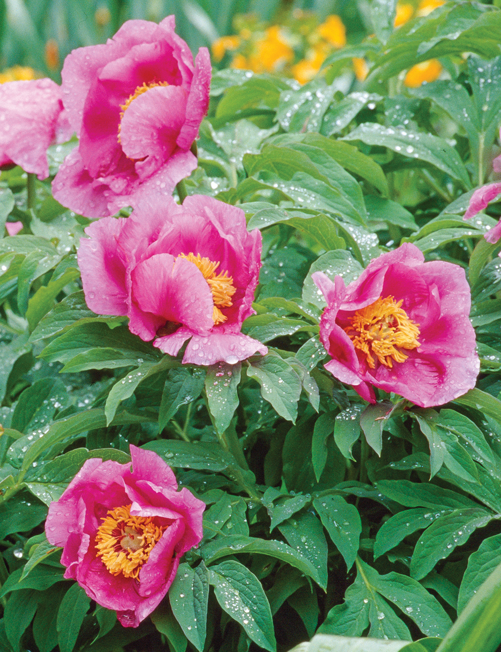 Tree Peony 'Jade Pink Lotus'