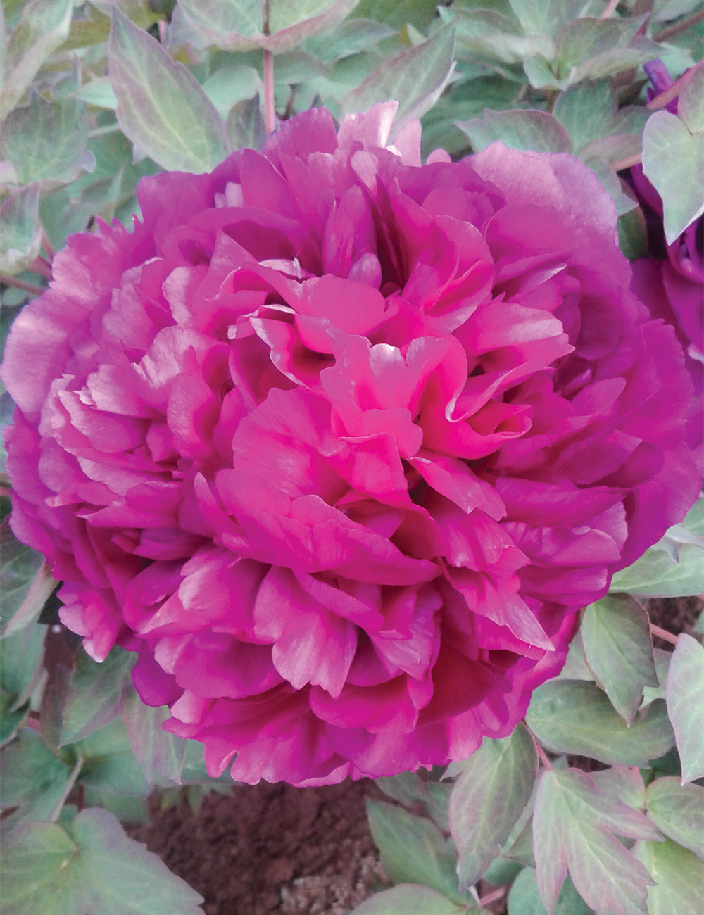 Tree Peony 'Purple Hat'