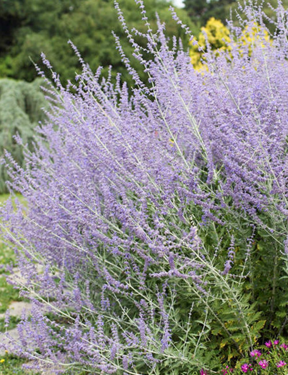 Russian Sage 'Filigran'