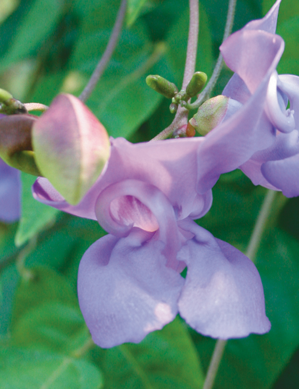 Snail Vine Blue