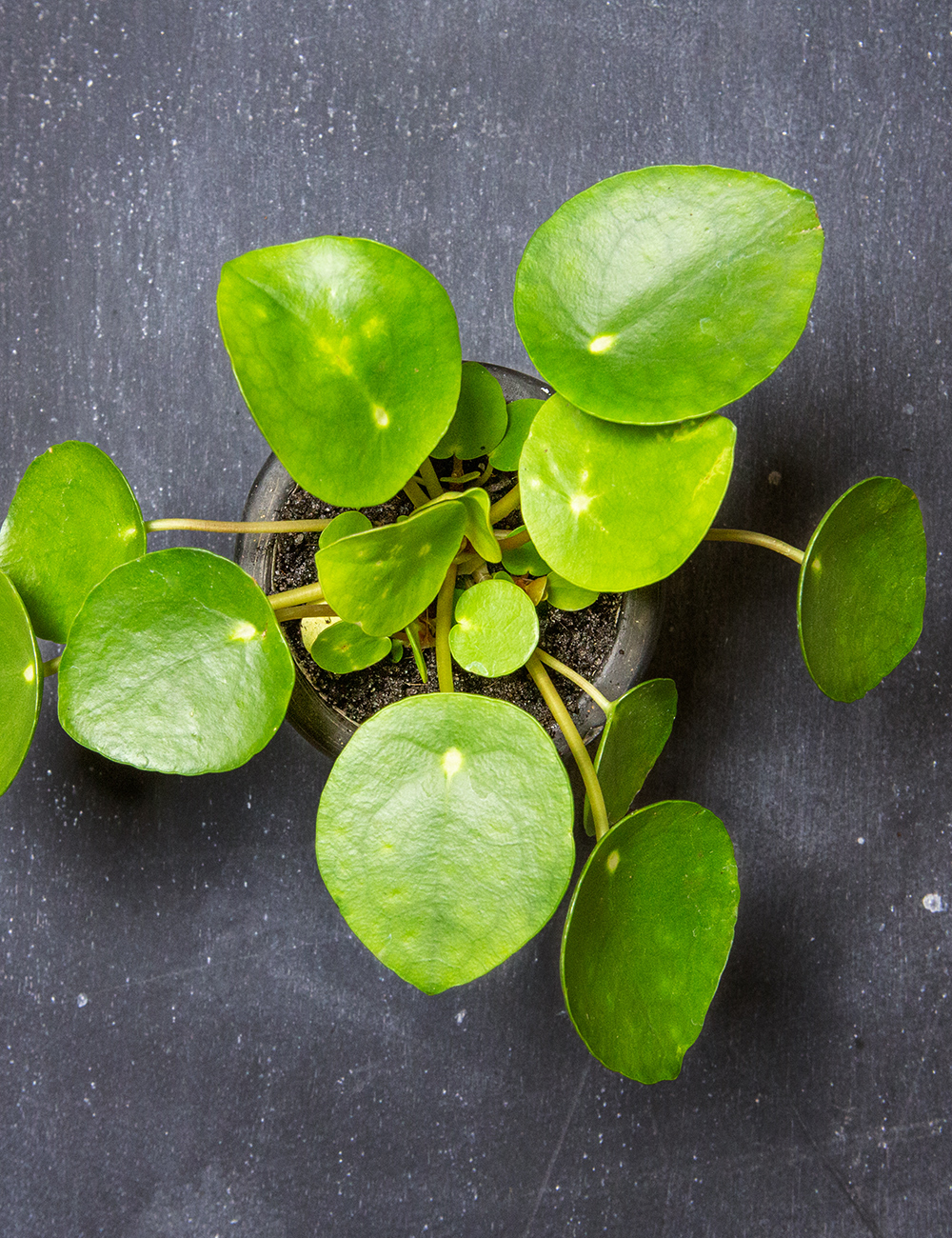 The Chinese Money Plant