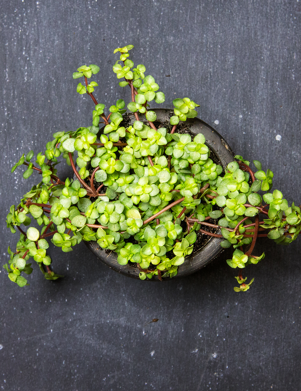 Pilea Silver Sprinkles