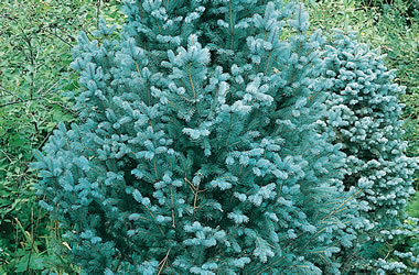 (39B) Blue Spruce
