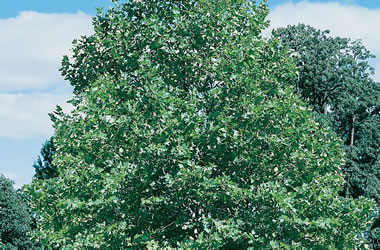 (39B) London Plane Tree