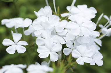 Plumbago White