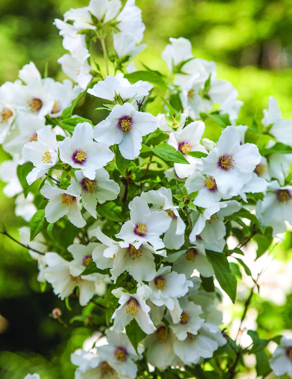 Philadelphus 'Belle Etoile'