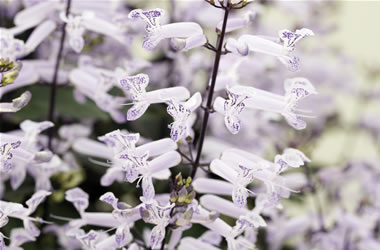 Plectranthus White
