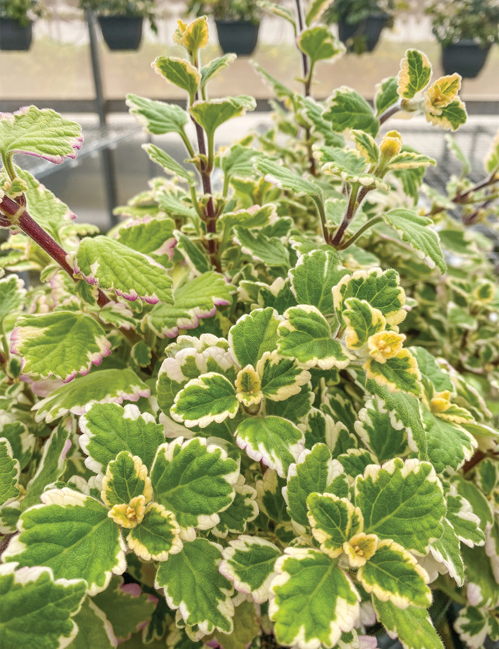 Plectranthus Variegata