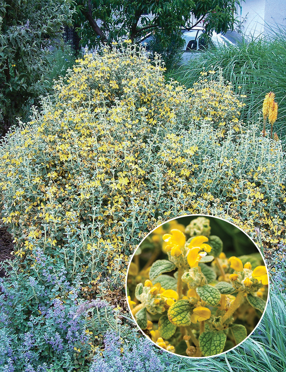 Dwarf Jerusalem Sage 'Pygmy'