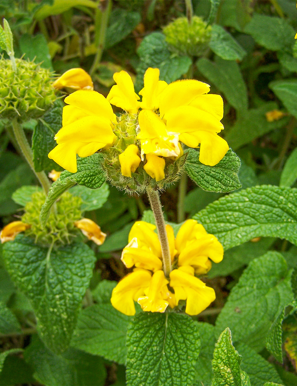 Long Leafed Jeruselum Sage