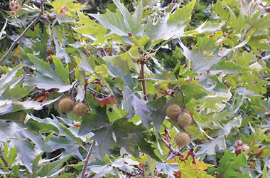 (39B) Oriental Plane Tree