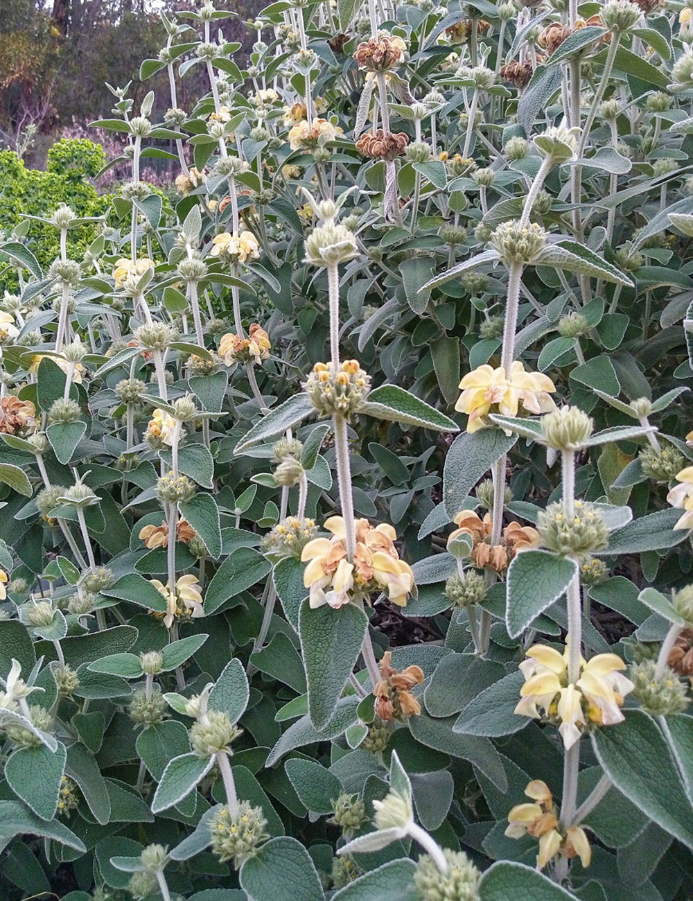 Phlomis 'Lemon Blush'