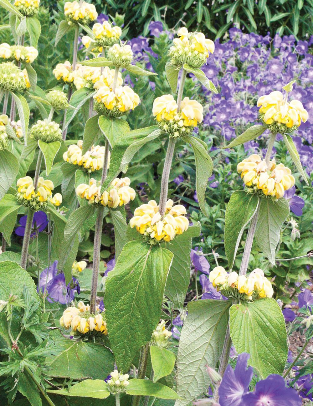 Jerusalem Sage